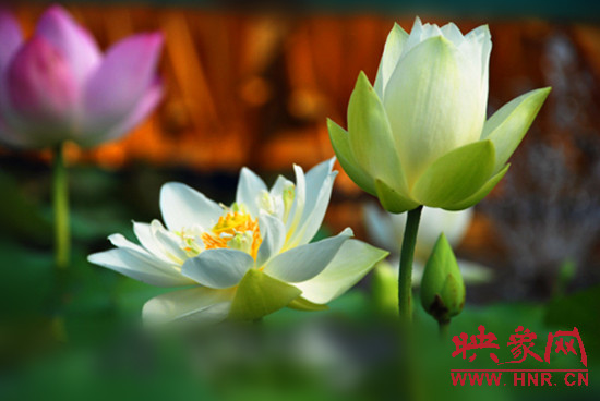 7月5日,第七屆淮陽荷花節(jié)將于7月8日正式拉開序幕。