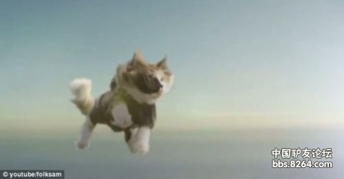 瑞典小貓表演“高空跳傘”空中變換隊(duì)形似大雁 瑞典小貓表演“高空跳傘”空中變換隊(duì)形似大雁