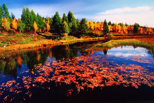 興安落葉松林 興安落葉松林