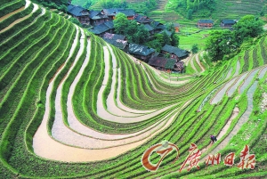 　　龍勝梯田錯落有致。