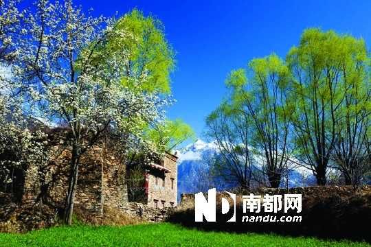　　三月里,川西北的梨花盛放,寨子、碉樓、梨花……構成最美的丹巴風光。