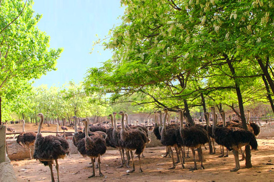 周末出游哪里去 亞洲最大鴕鳥(niǎo)養(yǎng)殖基地別錯(cuò)過(guò) 周末出游哪里去 亞洲最大鴕鳥(niǎo)養(yǎng)殖基地別錯(cuò)過(guò)