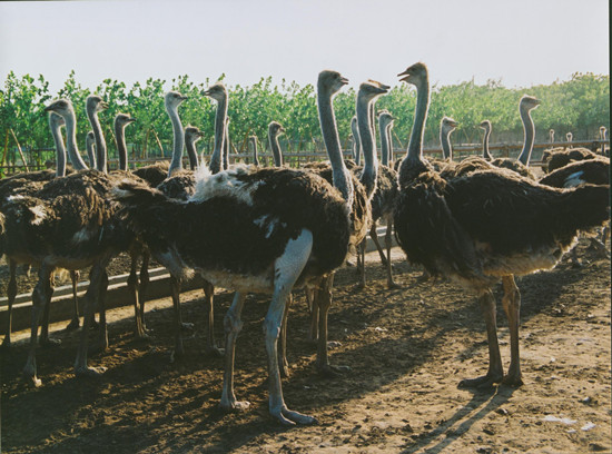 周末出游哪里去 亞洲最大鴕鳥(niǎo)養(yǎng)殖基地別錯(cuò)過(guò) 周末出游哪里去 亞洲最大鴕鳥(niǎo)養(yǎng)殖基地別錯(cuò)過(guò)