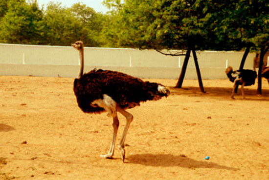 周末出游哪里去 亞洲最大鴕鳥(niǎo)養(yǎng)殖基地別錯(cuò)過(guò) 周末出游哪里去 亞洲最大鴕鳥(niǎo)養(yǎng)殖基地別錯(cuò)過(guò)