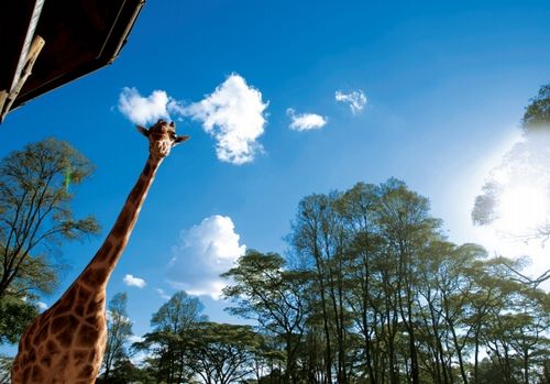 溫文爾雅的長(zhǎng)頸鹿 溫文爾雅的長(zhǎng)頸鹿