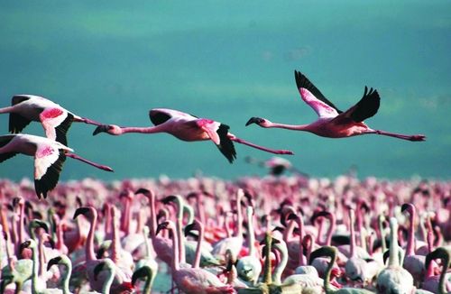 火烈鳥(niǎo) 火烈鳥(niǎo)