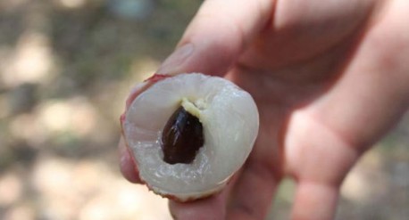 　　這就是傳說中的瓤肉瑩白如冰雪,漿液甘酸如醴酪。大家一下就摘了半筐。