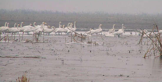 冬季正是觀鳥時 省內(nèi)觀鳥地盤點 冬季正是觀鳥時 省內(nèi)觀鳥地盤點