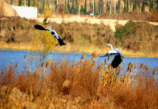 冬季觀鳥正當(dāng)時:捕捉美麗 拍攝優(yōu)雅 冬季觀鳥正當(dāng)時:捕捉美麗 拍攝優(yōu)雅