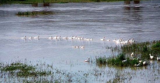 冬季正是觀鳥時 省內(nèi)觀鳥地盤點 冬季正是觀鳥時 省內(nèi)觀鳥地盤點