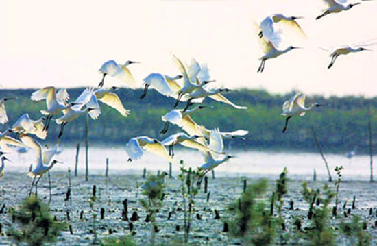 冬季觀鳥正當(dāng)時:捕捉美麗 拍攝優(yōu)雅 冬季觀鳥正當(dāng)時:捕捉美麗 拍攝優(yōu)雅