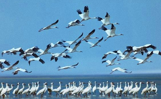 冬季觀鳥正當(dāng)時:捕捉美麗 拍攝優(yōu)雅 冬季觀鳥正當(dāng)時:捕捉美麗 拍攝優(yōu)雅