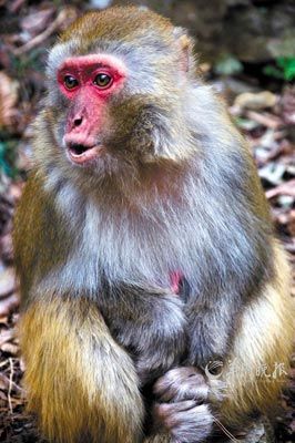 　　金鞭溪四周也是野猴的聚集地。