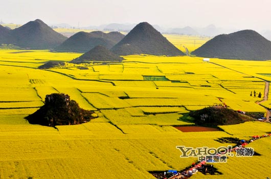 　　說到羅平, 無人不知,只因那有全國面積最大的油菜花田。(圖片來源:CFP)