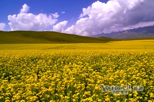 　　青海門源的油菜花景色甚為壯觀,十足的西部風(fēng)味。(圖片來源:CFP)