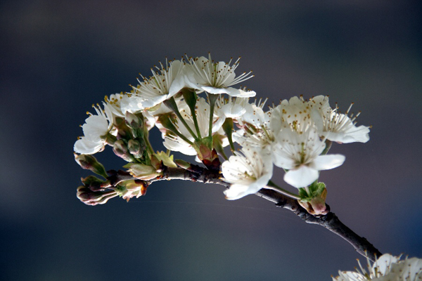 京郊密云去賞春 櫻桃花開迎春笑 京郊密云去賞春 櫻桃花開迎春笑