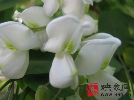 相約格林灣 情醉槐花林--第二屆“格林灣槐花節(jié)”正式啟動(dòng) 相約格林灣 情醉槐花林--第二屆“格林灣槐花節(jié)”正式啟動(dòng)