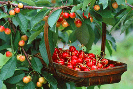 美麗櫻桃溝 快樂鄉(xiāng)村游 美麗櫻桃溝 快樂鄉(xiāng)村游