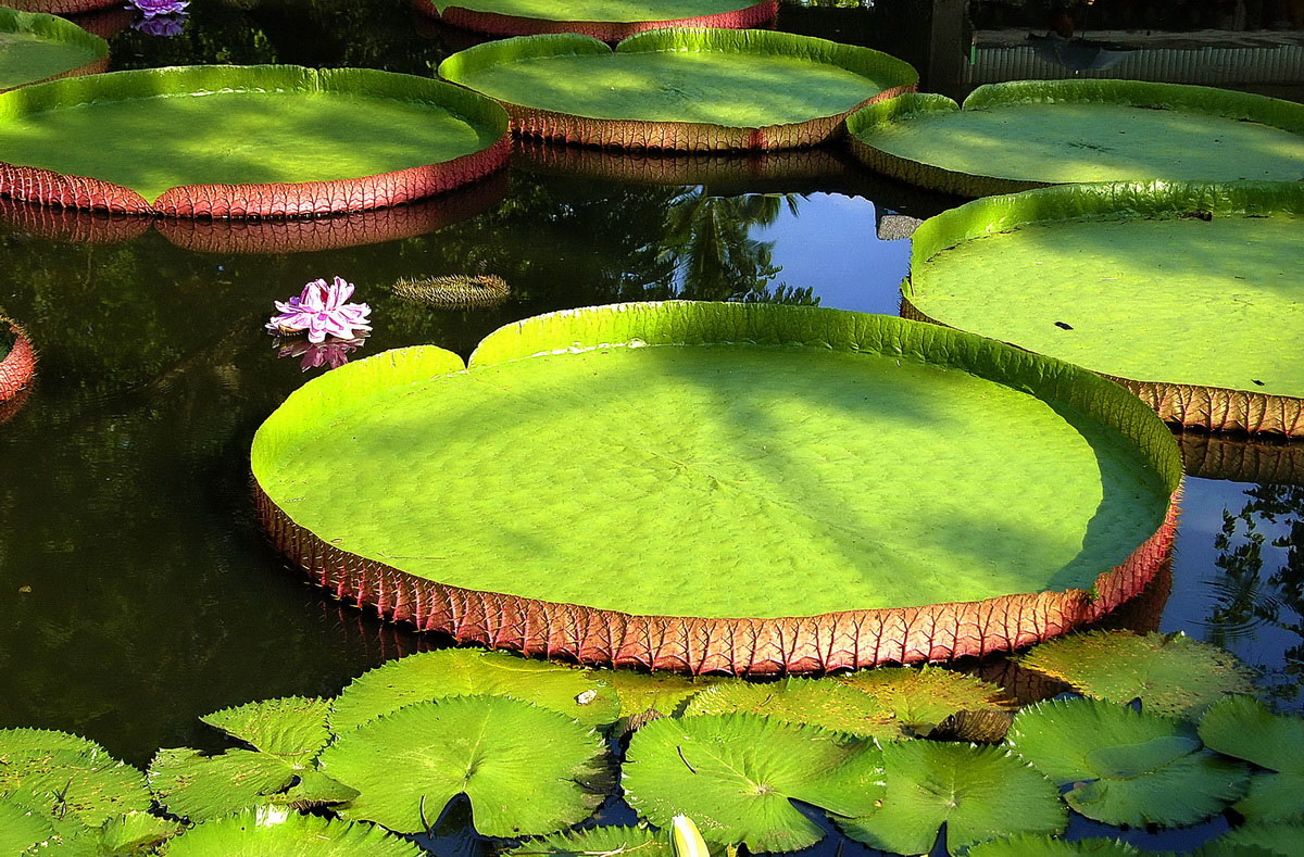 鄭州紫荊山公園王蓮開花了 鄭州紫荊山公園王蓮開花了