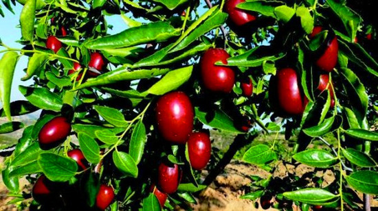 暢游黃帝故里 領(lǐng)略棗鄉(xiāng)風(fēng)情 暢游黃帝故里 領(lǐng)略棗鄉(xiāng)風(fēng)情