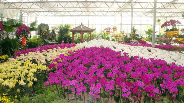 十一來(lái)綠博園賞嬌艷蝴蝶蘭 十一來(lái)綠博園賞嬌艷蝴蝶蘭