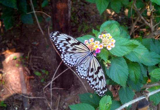 [旅游攻略]龍棲湖蝴蝶島國(guó)慶民俗嘉年華即將開幕