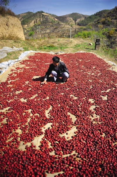 黃老漢家窯洞頂上鋪著一層紅棗,這也是他做黃饃饃的餡料。