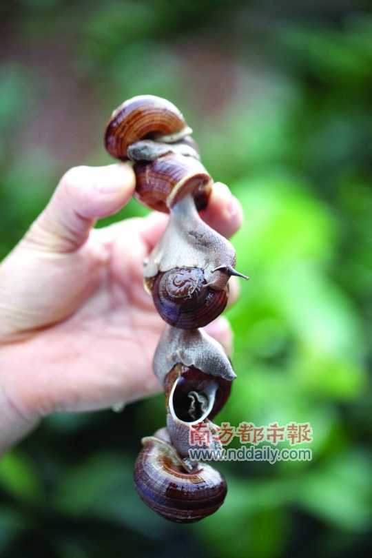 廣西的野生蝸牛追求原汁原味，做法也非常精簡。