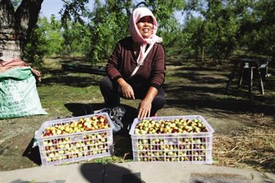 黃驊冬棗與梭子蟹齊名，但很多外地人并不知道它的好。