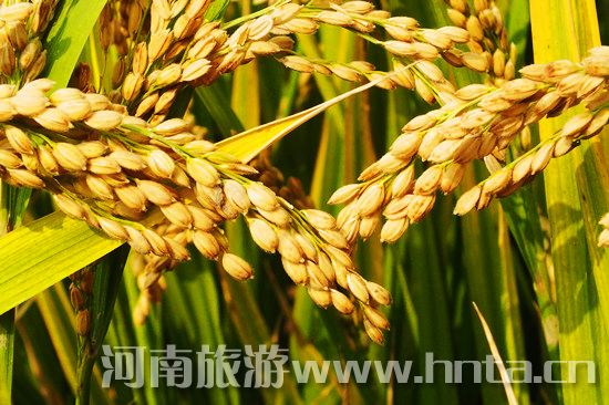 【新鄉(xiāng)特產】原陽大米 【新鄉(xiāng)特產】原陽大米