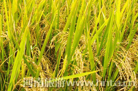 【新鄉(xiāng)特產】原陽大米 【新鄉(xiāng)特產】原陽大米