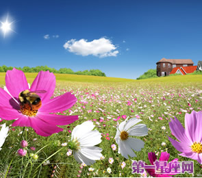 十二星座代表什么花？