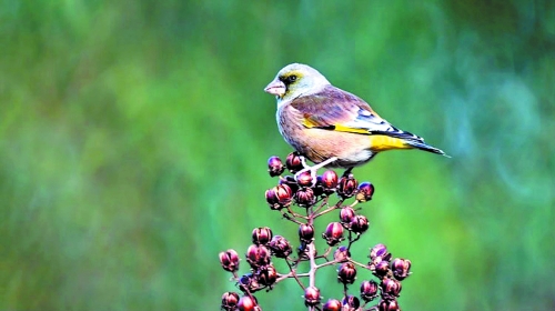 候鳥遷徙引市民關注 網(wǎng)友：保護鳥類要先了解它們