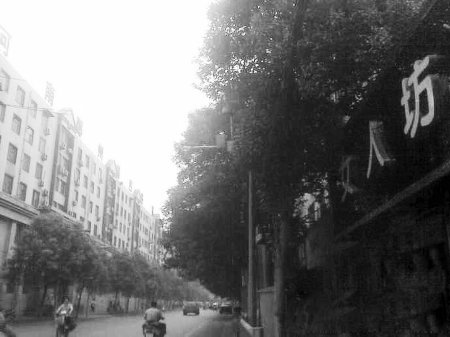 　　樹木枝繁葉茂，幾乎完全擋住紅綠燈 網(wǎng)友供圖