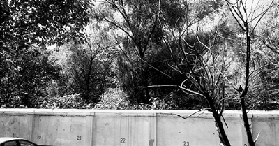 家長們熱切盼望的天明路小學規(guī)劃地，就在這個郁郁蔥蔥的院里