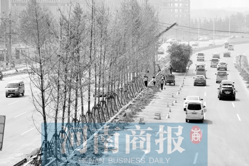 　西三環(huán)化工路，工人正在車道中間種植銀杏樹(shù)