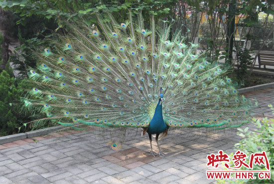 游客們來(lái)到動(dòng)物園可以近距離觀賞孔雀開(kāi)屏。