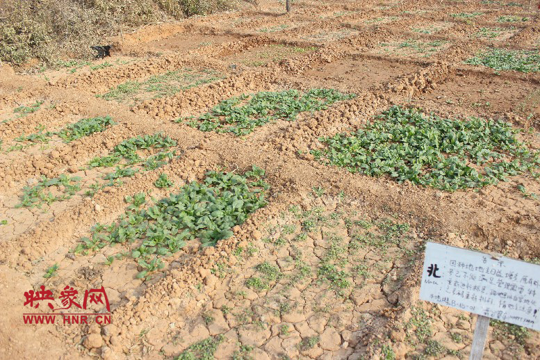 開心農(nóng)場哦，你可以再這兒包地，無毒無公害綠色產(chǎn)品