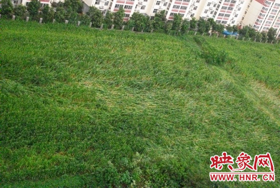 據(jù)映象網(wǎng)網(wǎng)友趙冠召反映，8月7日下午鄭州高新技術(shù)開(kāi)發(fā)區(qū)突降暴雨冰雹，致使附近農(nóng)田近三分之一玉米倒伏