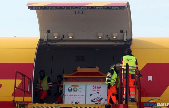大熊貓“好好”抵達布魯薩爾國際機場。記者 付敬 攝