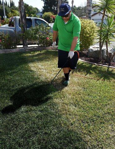 加州一市民正在為草地翻新“整容”。