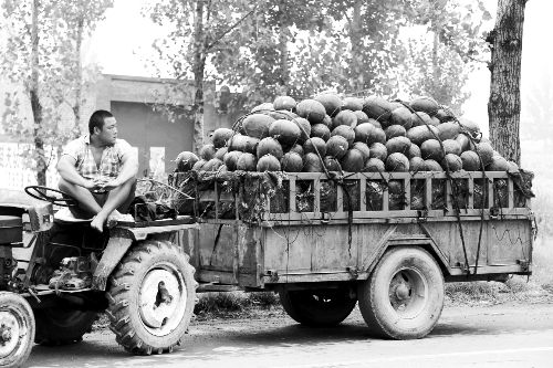 　看著滿滿一車瓜，一瓜農(nóng)愁眉不展。