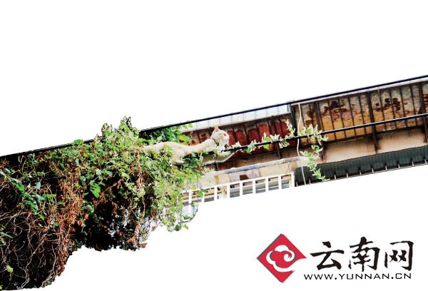 小貓下樹，但小貓就是不下來，反而爬到了一根緊貼著樹的電線上。