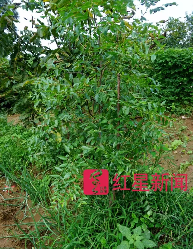 文玩核桃遇冷由幾萬一對(duì)降到5元沒人要？商戶否認(rèn)