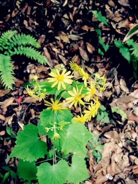 不僅有樹，還有美麗的小花花！