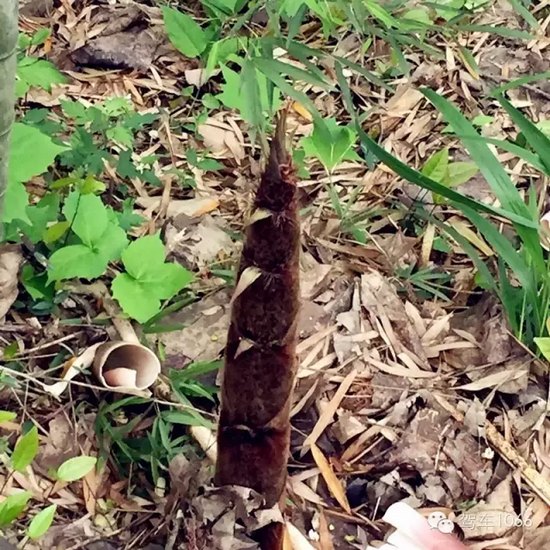 咦~這是什么？能吃嗎？