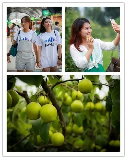 美女與香梨，你更愛哪一個？！