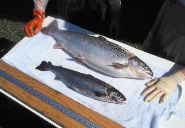 美國(guó)為何要率先吃轉(zhuǎn)基因動(dòng)物？