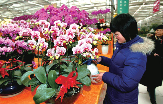 春節(jié)即將來臨，蝴蝶蘭依舊是節(jié)日花卉市場上最吸引眼球的品種，但銷量沒有去年同期好