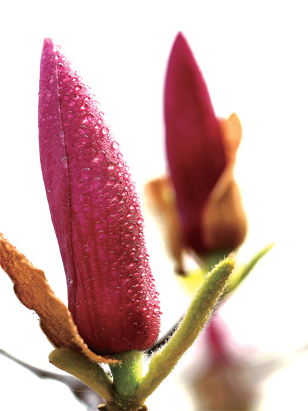 在鄭州，玉蘭才是春的使者